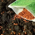 Cele Mai Bune Moduri De A Germina Semințele De Chili