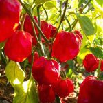 Red Savina Chili Pepper: Forța Legendară